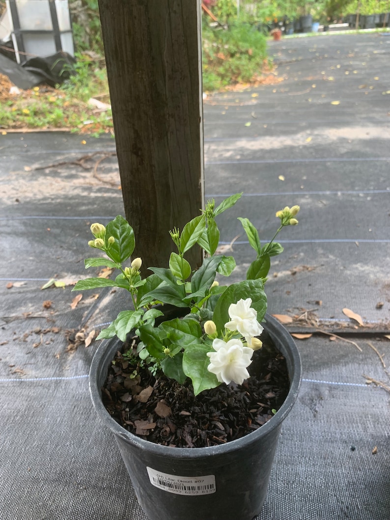 May include: A potted white jasmine plant with several white flowers and green leaves. The plant is in a black plastic pot with brown mulch.