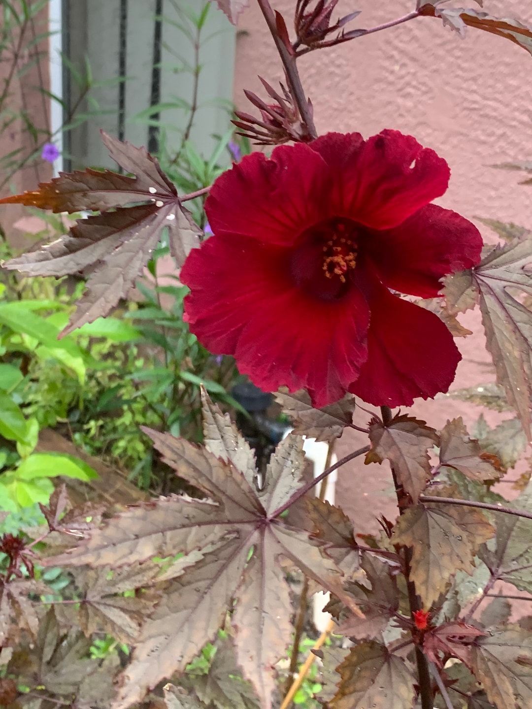Cranberry Hibiscus Plant as Pictures Upto 12 in Tall Small Pot/ Free