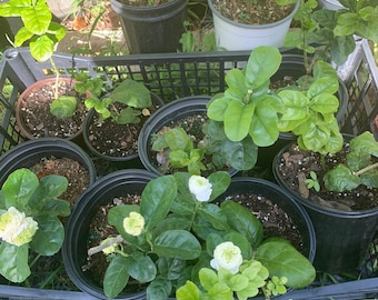 Jasmine ‘Grand Duke of Tuscany’ sell by sizes from cutting to well rooted mature live plant 12” tall in 4 ” in pot
