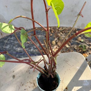 May include: A potted plant with red stems and green leaves. The plant is growing in a small, light blue pot.