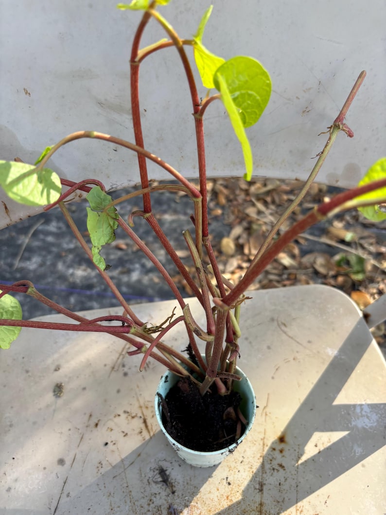 May include: A potted plant with red stems and green leaves. The plant is growing in a small, light blue pot.