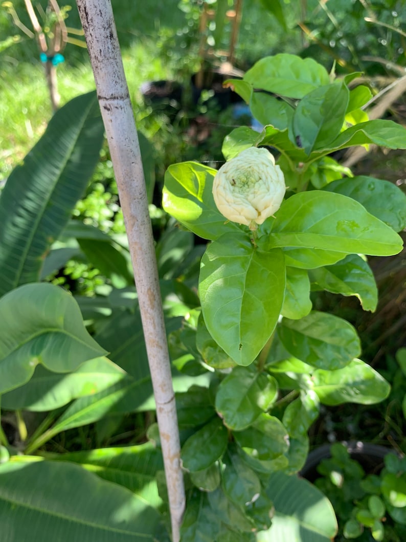 NZFarms Grand Duke of Tuscany Jasmine Plant