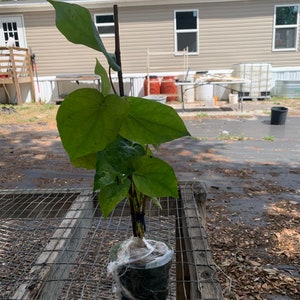 May include: A potted green plant with large leaves, wrapped in plastic, sitting on a wooden table with a wire mesh top.