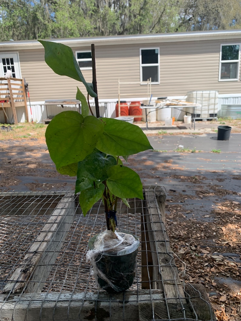 May include: A potted green plant with large leaves, wrapped in plastic, sitting on a wooden table with a wire mesh top.