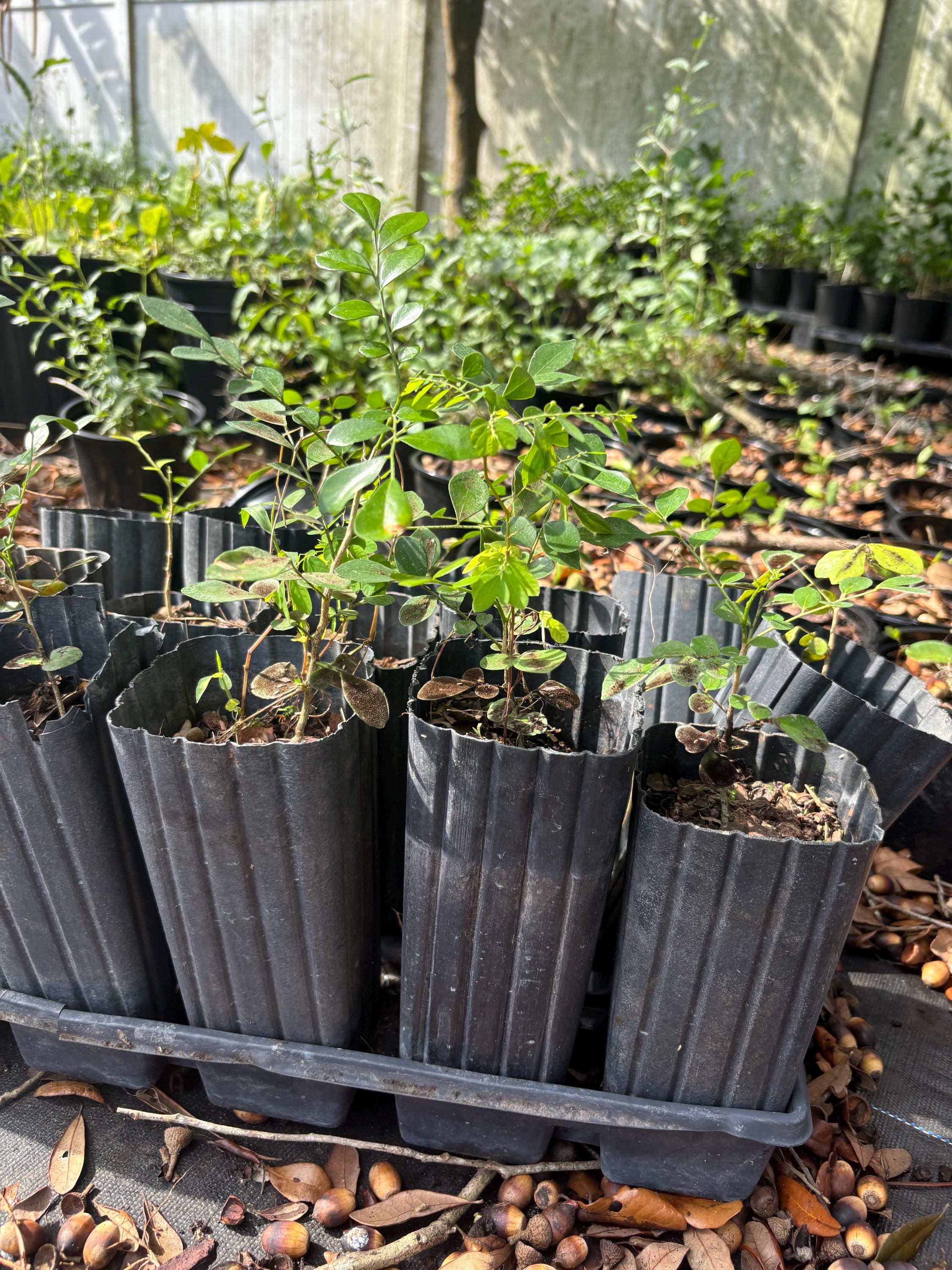 Murraya Paniculata,orange Jasmine Live Plant Well Rooted 6” Tall