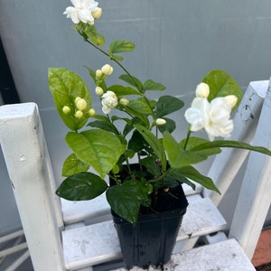 May include: A small potted jasmine plant with white flowers and green leaves. The plant is in a black plastic pot and is sitting on a white wooden shelf.