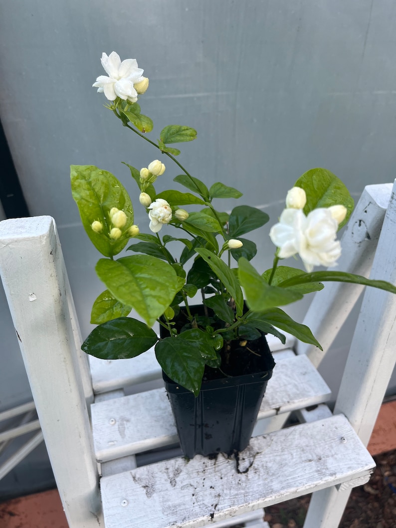 May include: A small potted jasmine plant with white flowers and green leaves. The plant is in a black plastic pot and is sitting on a white wooden shelf.