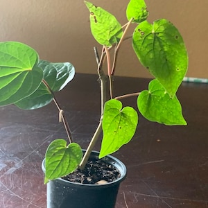 May include: A small green plant with heart-shaped leaves growing in a black plastic pot. The plant has a thin, brown stem and is potted in dark brown soil.