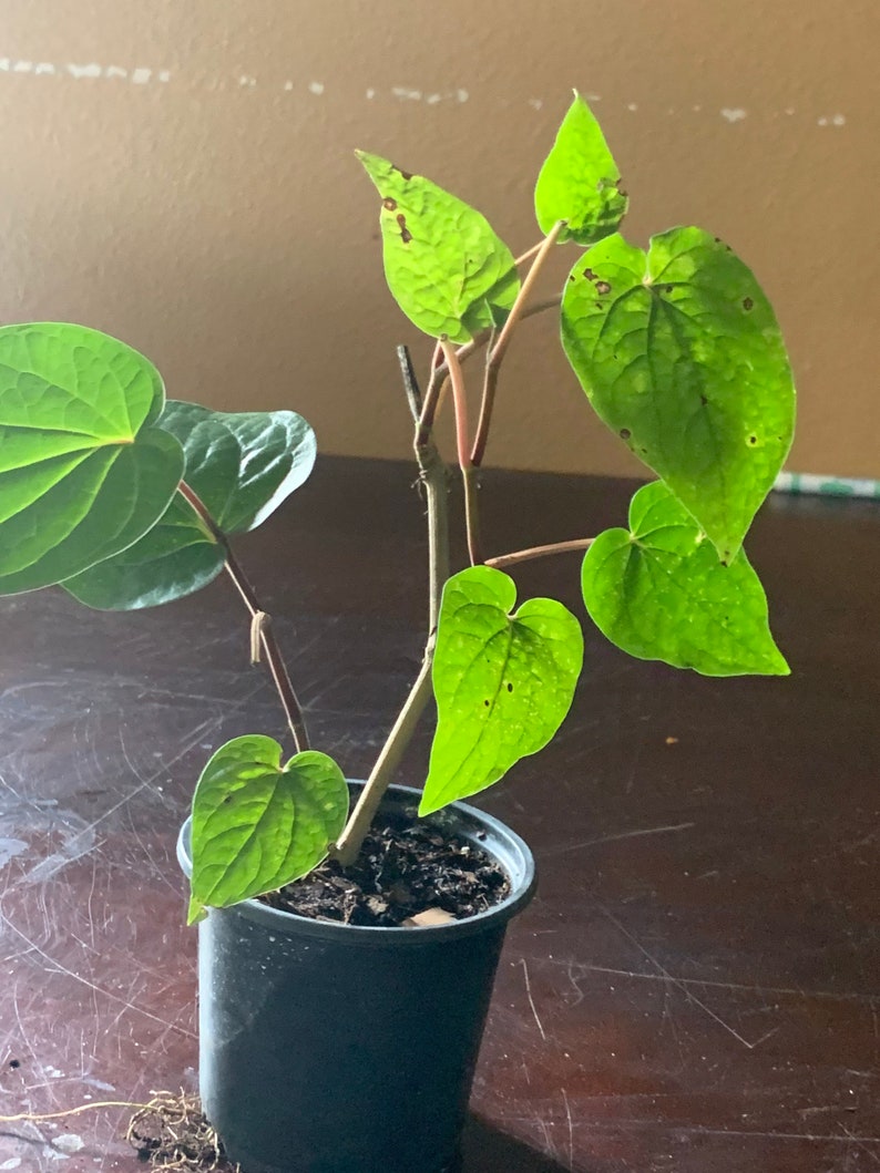 May include: A small green plant with heart-shaped leaves growing in a black plastic pot. The plant has a thin, brown stem and is potted in dark brown soil.