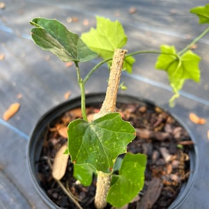 May include: A small green plant with a brown stem growing in a black pot. The plant has several leaves and is in the early stages of growth.