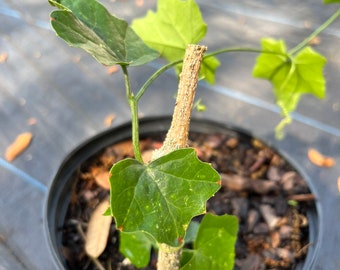 Tindora Ivy Gourd Small Plant (Coccinia grandis)