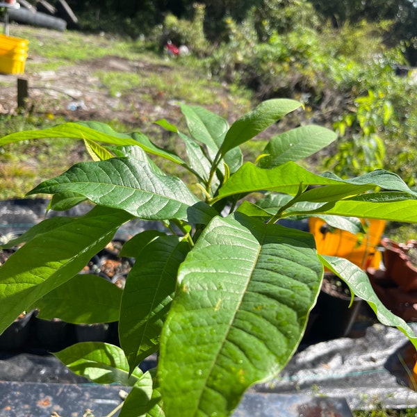 Magnolia champaca, Yellow fragrance Jade Orchid Planted from seed upto 2ft tall sold by size 3 gallon pot/free shipping
