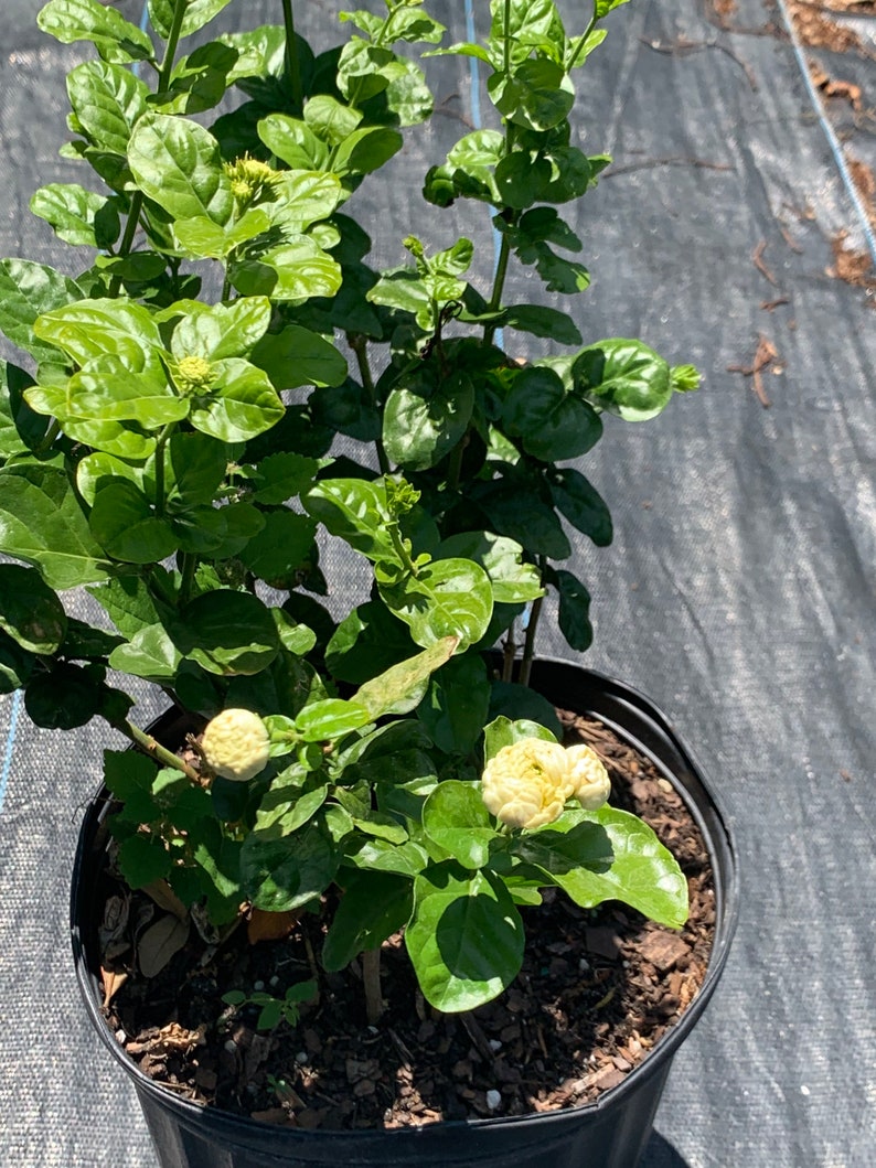 NZFarms Grand Duke of Tuscany Jasmine Plant - Thumbnail 4