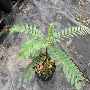 Red or white Hummingbird plant (Sesbania Grandiflora) 12” tall in 6” in pot. (Please pick which color you want to buy)