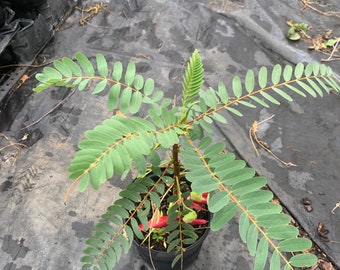 Red or white Hummingbird plant (Sesbania Grandiflora) 12” tall in 6” in pot. (Please pick which color you want to buy)