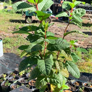 May include: A green guava plant with red stems in a black plastic pot. The plant is surrounded by other plants in black pots.