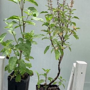 2 in 1 Rama and Krishna Basil Ocimum tenuiflorum plant 10” tall in 4” in pot