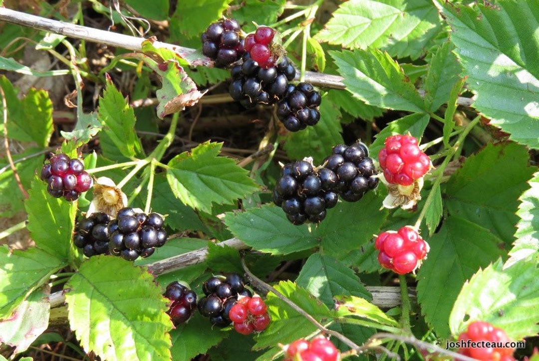Northern Dewberry rubus Flagellaris Blackberries 12 Tall Plant With