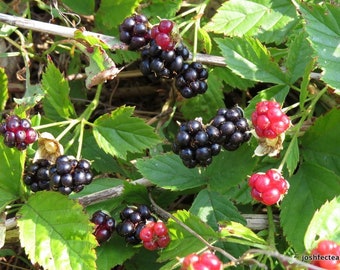 Northern dewberry (Rubus flagellaris) blackberries  12” tall plant with fruit in 4” in pot