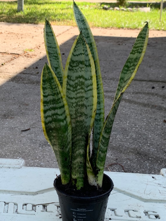 Sansevieria - Pianta grassa da appartamento