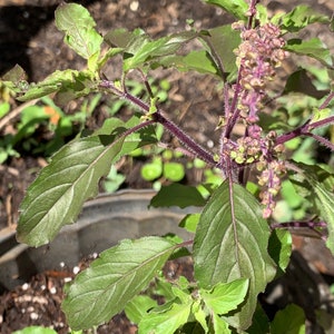 May include: Close-up of a basil plant with green leaves and purple stems. The leaves have a slightly ruffled texture and visible veins. Small purple flowers are blooming at the top of the plant. The plant is in a dark pot.