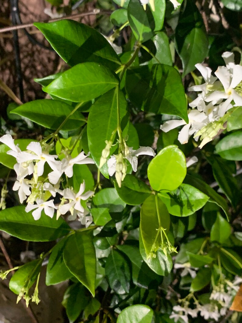 Confederate Star Jasmine Fragrant Plant Well Mature Rooted 12 Etsy