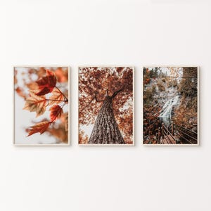 Set de 3 fotografías imprimibles de bosque otoñal, set de 3 impresiones de paisaje otoñal, decoración de pared otoñal, arte mural de hojas rojas otoñales, decoración otoñal de estilo rústico.