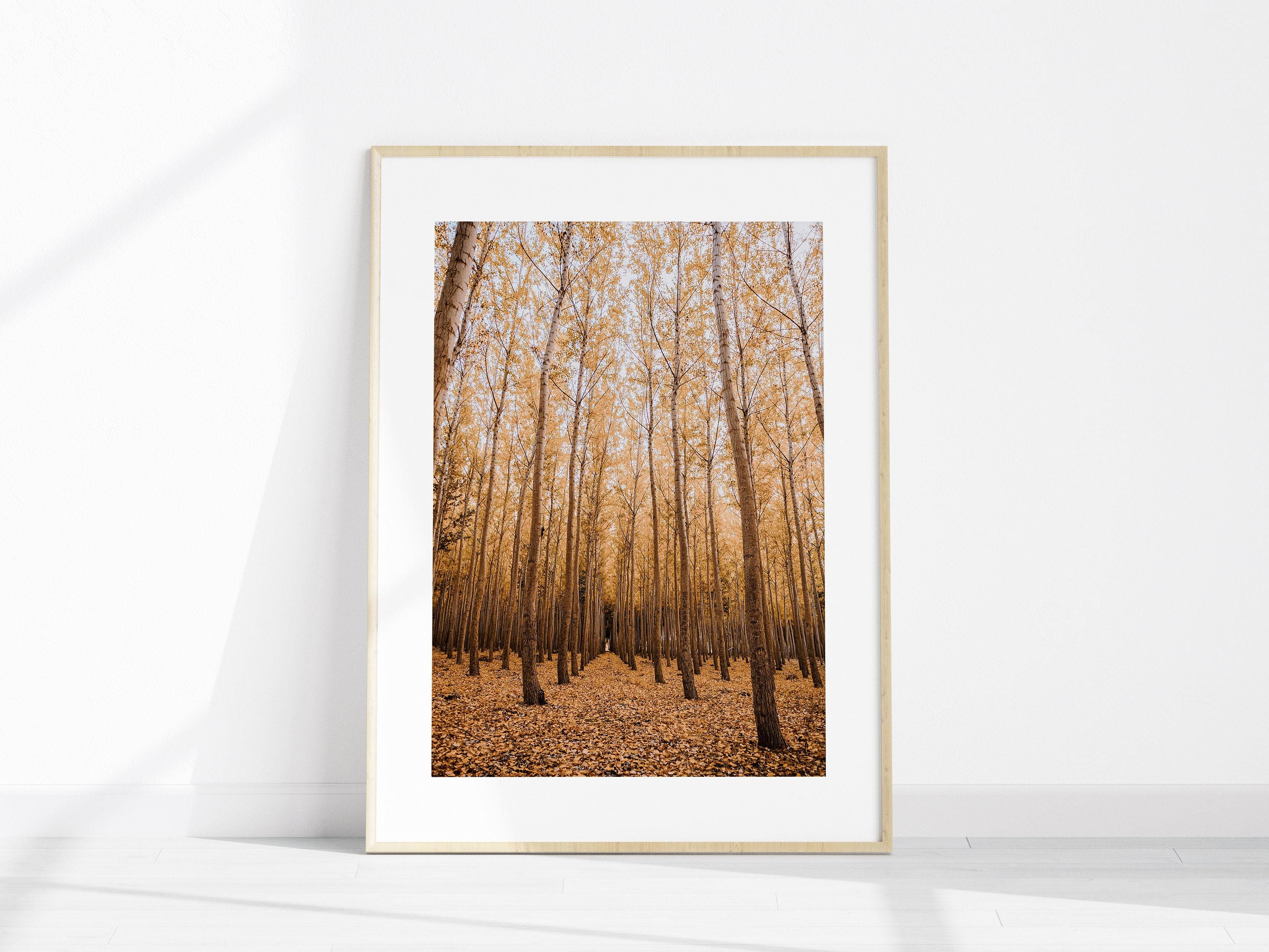 Fall Forest Set of 6 Printable Photography, Autumn Nature Gallery Wall ...