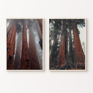 Sequoia Redwood Bäume Wald 2 Stück Wandkunst, druckbare Kalifornien Fotografie Print, Wald Poster, Misty Forest Set von 2 DIGITAL Prints