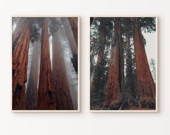 Sequoia Redwood Trees Forest 2 Pieces Wall Art, Printable California Photography Print, Forest Poster, Misty Forest Set of 2 DIGITAL Prints