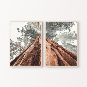 Printable Tree Split Photography, Printable Sequoia Redwood 2 Pieces Wall Art, Sequoia Forest Set of 2 Prints, Misty Forest Print