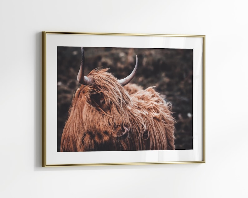 Arte mural de vaca de las Tierras Altas, arte mural grande de ganado del oeste, impresión fotográfica rústica horizontal, póster de vaca Longhorn, lienzo imprimible de animales de granja imagen 2