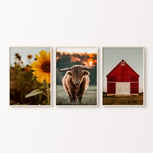 Printable Set of 3 Farmhouse Rustic Prints, Sunflower Photography, Country Barn Wall Art, Highland Cow Wall Art, Sunflower Digital Picture