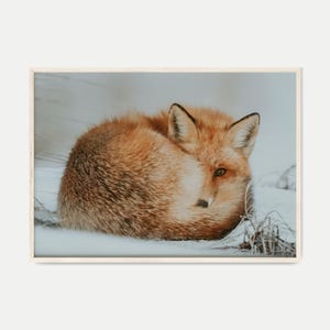 Fox Photography DIGITAL Print, Winter Theme Horizontal Prints, Snow Fox Wall Art, Christmas Decor, Animal Wall Art Instant Download
