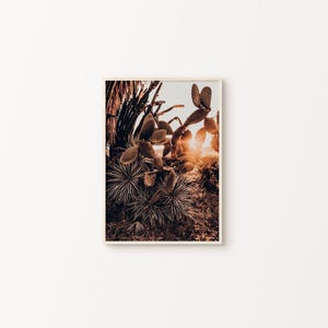 Stampa DIGITALE di cactus al tramonto nel deserto, grande stampa murale di cactus, poster naturalistico boho, stampa botanica di saguaro, stampa murale del deserto