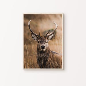 Deer DIGITAL Print, Animal Forest Large Wall Art, Farmhouse Rustic Wall Decor, Reindeer Photography, Nature Printable Wall Art