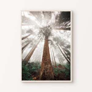 Wald Fotografie, Druckbare Waldlandschaft, Nebliger, nebliger Wald Poster, Natur Wandkunst, druckbare Kunst, druckbare, digitale Datei
