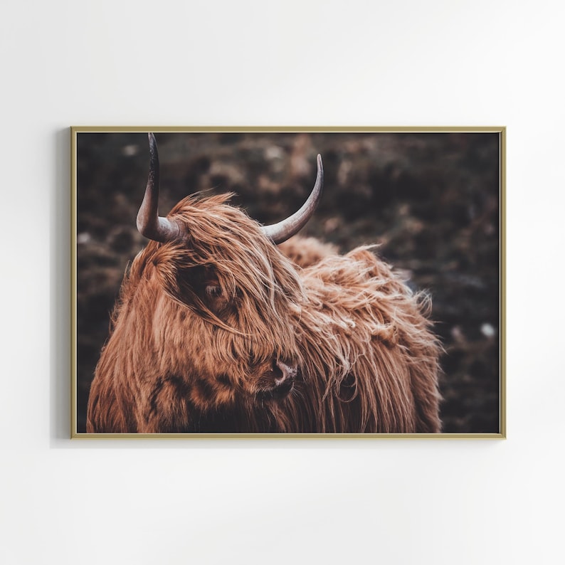 Arte mural de vaca de las Tierras Altas, arte mural grande de ganado del oeste, impresión fotográfica rústica horizontal, póster de vaca Longhorn, lienzo imprimible de animales de granja imagen 7