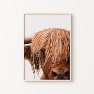 Highland Cow Cattle Wall Art, Cow Print, Scottish Cow Printable Poster, Rustic Photography Print, Farm Animal Canvas, Western Large Wall Art
