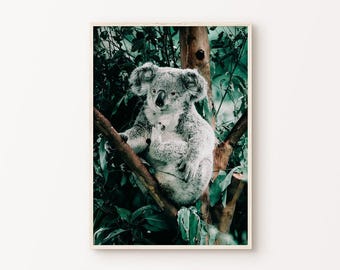 Koala PRINTABLE Wall Art, Koala Close-Up Photography, Australia Wall Art, Forest Wild Animal Print, White Tiger Poster