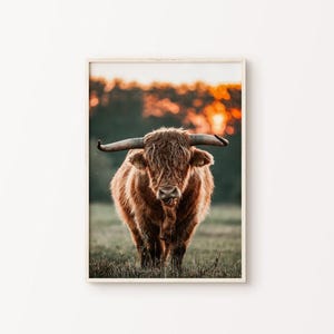 Highland Cow Printable Wall Art, Cattle Photography, Southwest DIGITAL Print, Rustic Farmhouse Wall Art, Animal Print, Western Wall Decor