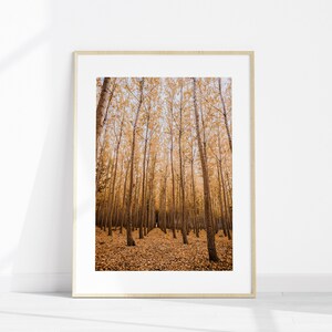 Fall Forest Set of 6 Printable Photography Autumn Nature - Etsy