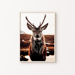 Deer DIGITAL Photography, Animal Forest Large Wall Art, Farmhouse Rustic Wall Decor, Reindeer Print, Nature Printable Wall Art