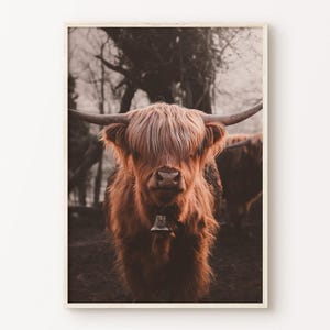 Cattle Wall Art, Highland Cow Wall Art, Scottish Cow Printable Poster, Rustic Photography Print, Farm Animal Canvas, Western Large Wall Art