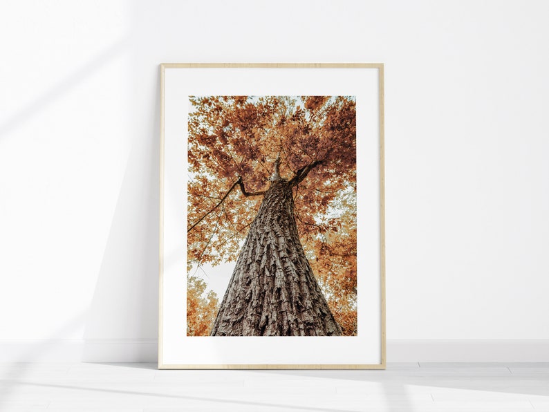 Fall Landscape Printable Set of 3 Photography Autumn Forest - Etsy
