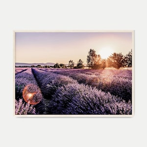 Fotografía imprimible de campos de lavanda al atardecer, arte mural grande de paisaje provenzal francés, impresión de flores moradas, decoración de pared de primavera estilo granja.