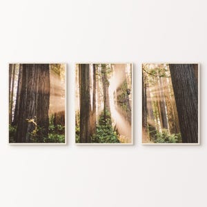 Nature Set of 3 Prints, Printable Forest Landscape 2 Pieces Large Wall Art, Green Nature Photography, Nordic Forest Digital Art