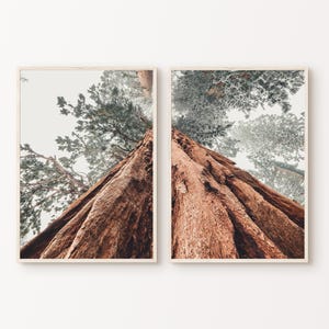 Druckbare Baumspalte Fotografie, druckbare Sequoia Redwood 2 Stück Wandkunst, Sequoia Forest 2er-Set Drucke, Nebliger Wald Druck