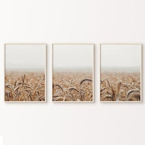 Set di 3 stampe DIGITALI "Campi di grano", 3 pezzi neutri divisi in grandi dimensioni, fotografia botanica, decorazione da parete rustica in stile fattoria