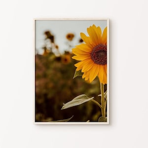 Sunflower Printable Wall Art, Sunflowers Field Digital Print, Farmhouse Large Wall Art, Rustic Nature Botanical Print, Sunflower Photography